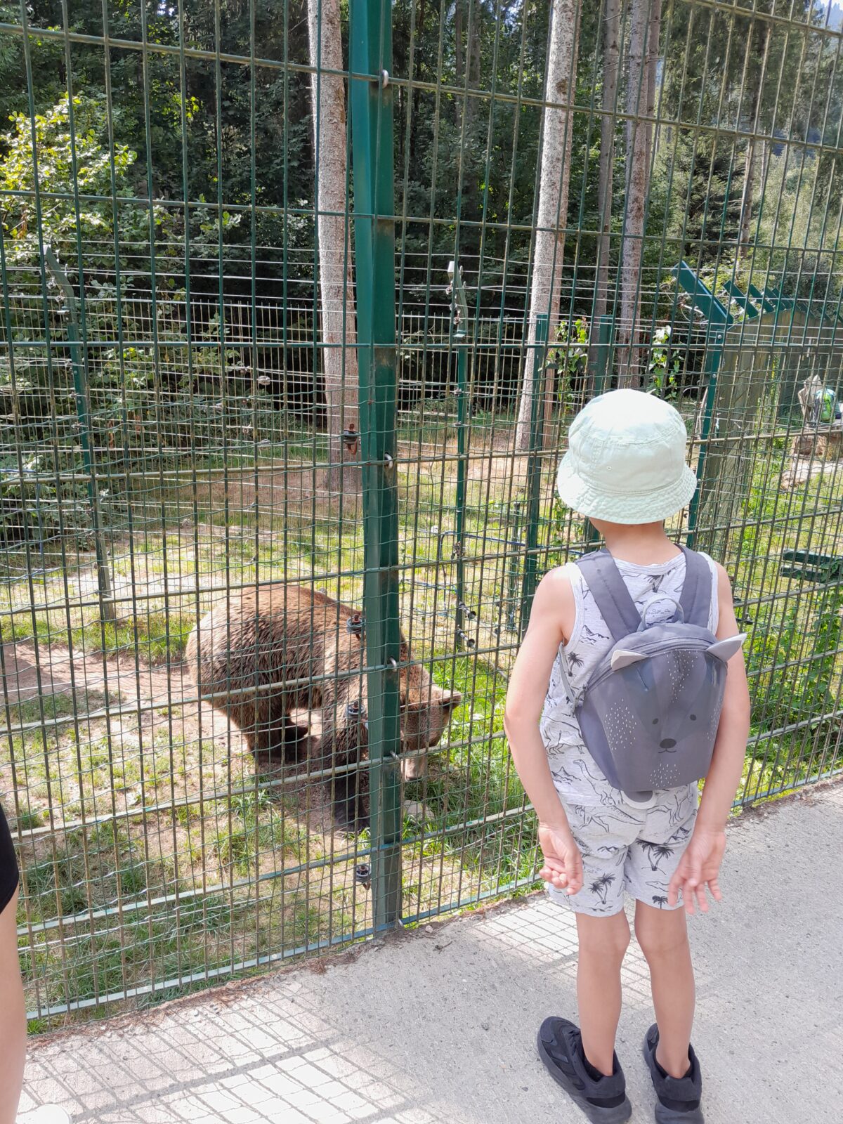 Ein Kind mit einem hellen Hut und einem grauen Rucksack steht vor einem Zaun und beobachtet einen Bären im Gehege. Der Bär befindet sich auf einer grasbewachsenen Fläche innerhalb des Geheges. Im Hintergrund sind Bäume und dichtes Grün zu sehen, die eine natürliche Umgebung schaffen.