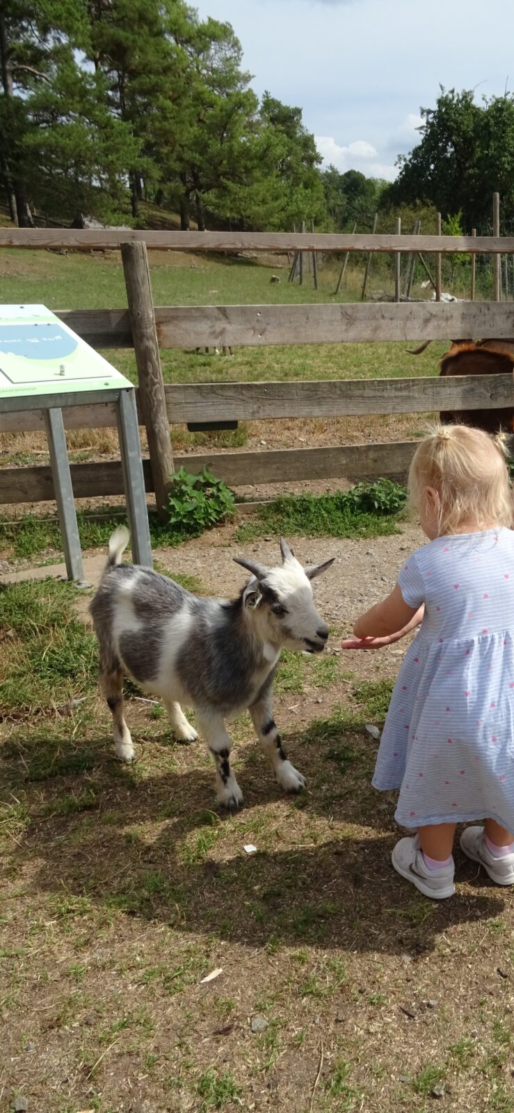 Ein kleines Mädchen in einem hellblauen Kleid füttert eine junge Ziege auf einem Bauernhof. Die Ziege steht auf einer grasbewachsenen Fläche neben einem Holzzaun, während im Hintergrund Bäume und ein weiteres Tier zu sehen sind. Die Szene vermittelt einen friedlichen Moment der Interaktion zwischen Kind und Tier.