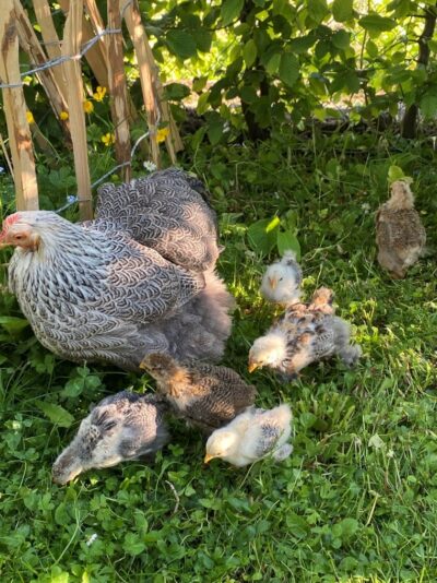 Das Bild zeigt eine Henne mit ihren Küken, die im grünen Gras sitzen und nach Futter suchen. Die Henne hat ein graues Federkleid mit schwarzen Streifen, während die Küken verschiedene Farbmuster haben. Im Hintergrund sind grüne Blätter und ein Holzzaun zu sehen.