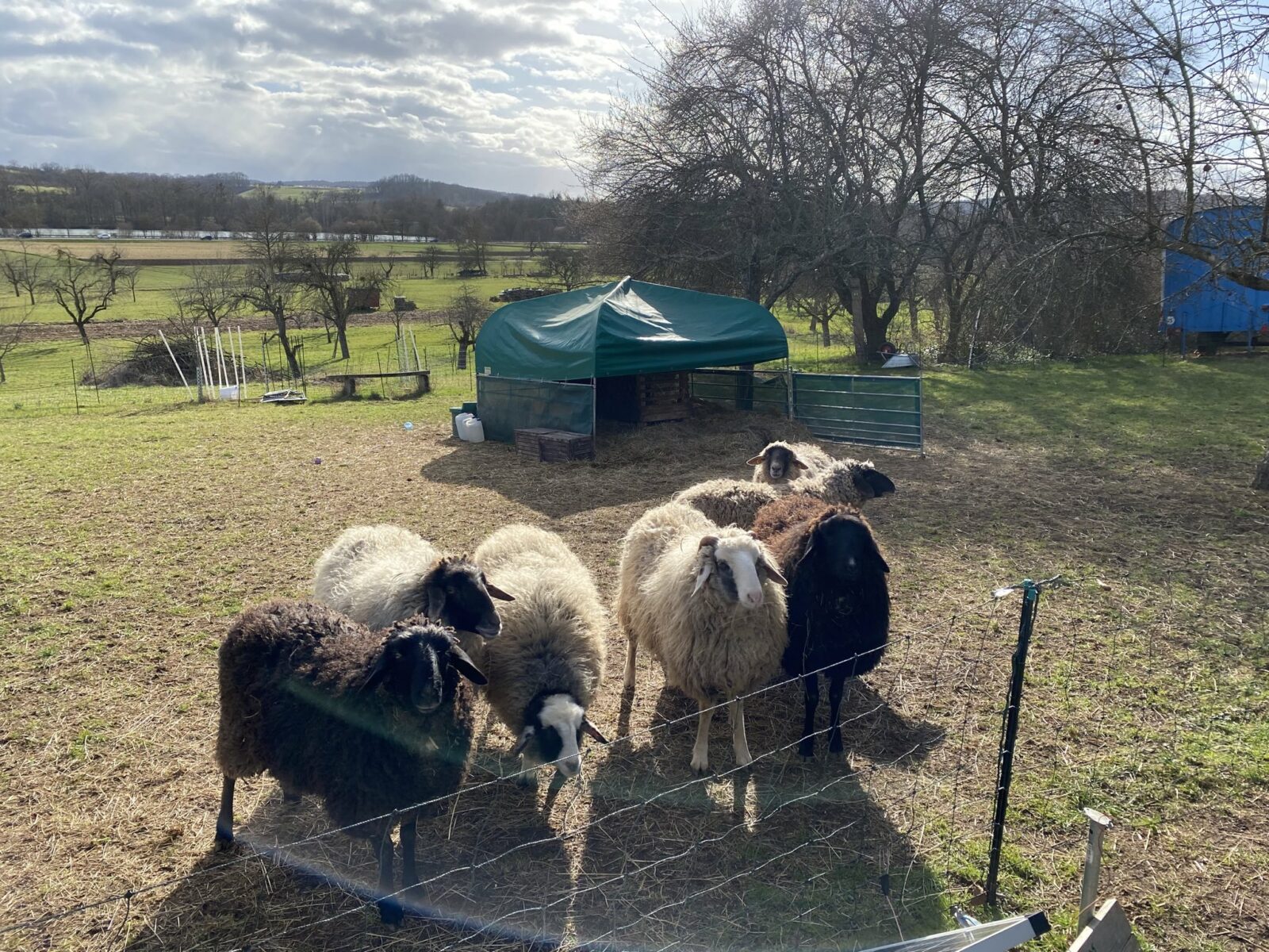 Eine Gruppe von Schafen steht auf einer Weide vor einem grünen Unterstand. Im Hintergrund sind Bäume und eine hügelige Landschaft unter einem bewölkten Himmel zu sehen.