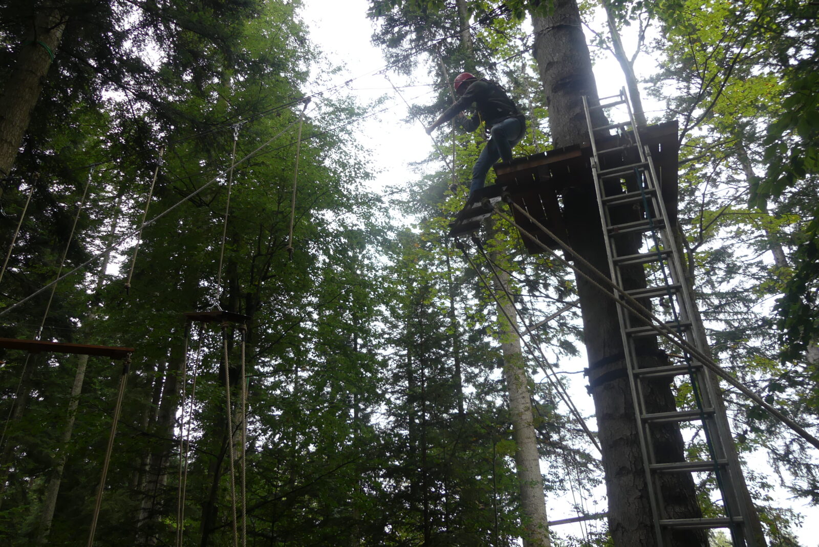 Eine Person mit rotem Helm steht auf einer Holzplattform im Hochseilgarten und bereitet sich darauf vor, einen schmalen Steg zu betreten, der zu einer weiteren Plattform führt. Die Plattform ist an einem Baum befestigt und eine Leiter führt von unten hinauf. Umgeben von hohen, grünen Bäumen, wirkt die Szene abenteuerlich und zeigt die Herausforderung, die der Kletterparcours mitten im Wald bietet.
