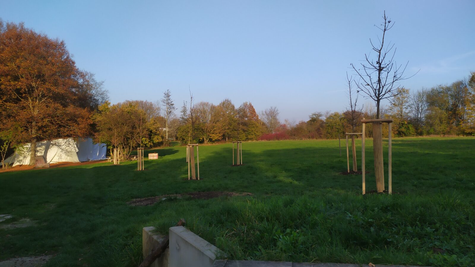 Auf einer grünen Wiese sind ein paar neu eingepflanzte Bäume zu sehen.