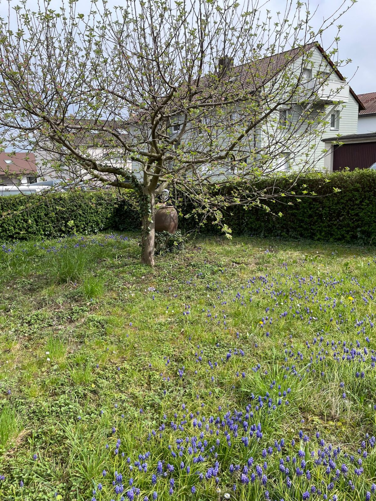 Zusehen ist ein Baum in einem Garten. Der Baum hat noch wenige Blätter und fängt gerade wieder an zu blühen. Er steht auf einer Wiese und auf der Wiese sind blaue Blumen zu sehen, die langsam anfangen zu blühen. Der Garten wird von einem Zaun umgrenzt, der sich aus einem Busch bildet. Im Hintergrund sind andere Häuser zu erkennen.