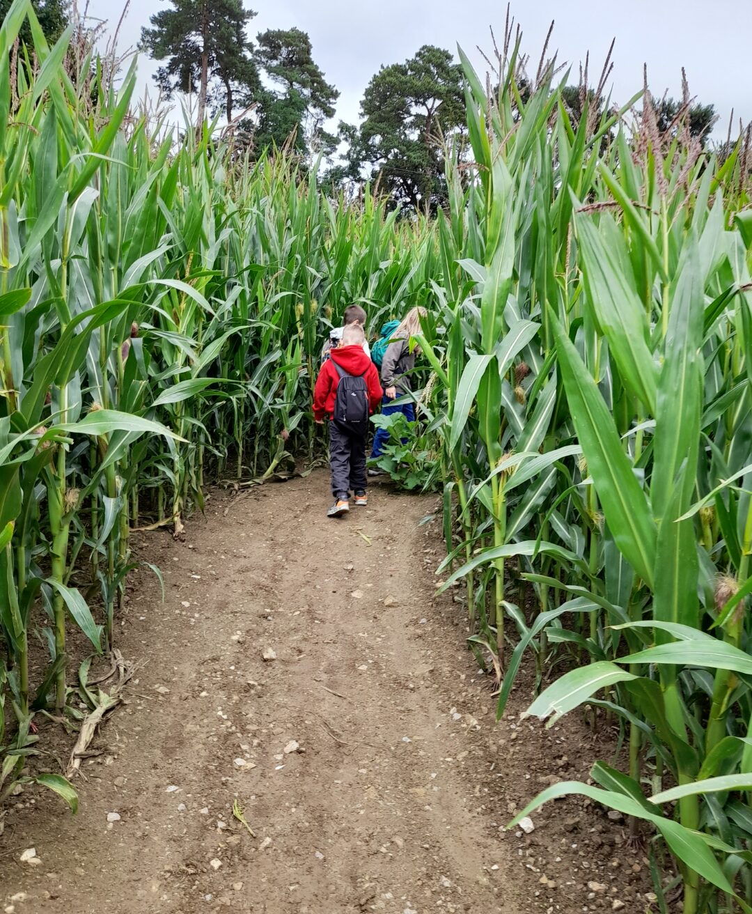 Zwei Kinder gehen auf einem schmalen, erdigen Weg durch ein hohes Maisfeld. Das Maisfeld ist dicht bewachsen, und die Pflanzen ragen über die Köpfe der Kinder hinaus. Im Hintergrund sind einige Bäume und ein bewölkter Himmel zu sehen.