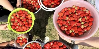 Mehrere Hände halten Schüsseln und Eimer voller frisch gepflückter, roter Erdbeeren. Die saftigen Früchte glänzen in der Sonne, während im Hintergrund grünes Gras zu sehen ist. Die Szene vermittelt eine sommerliche Atmosphäre und Freude am gemeinsamen Ernten.