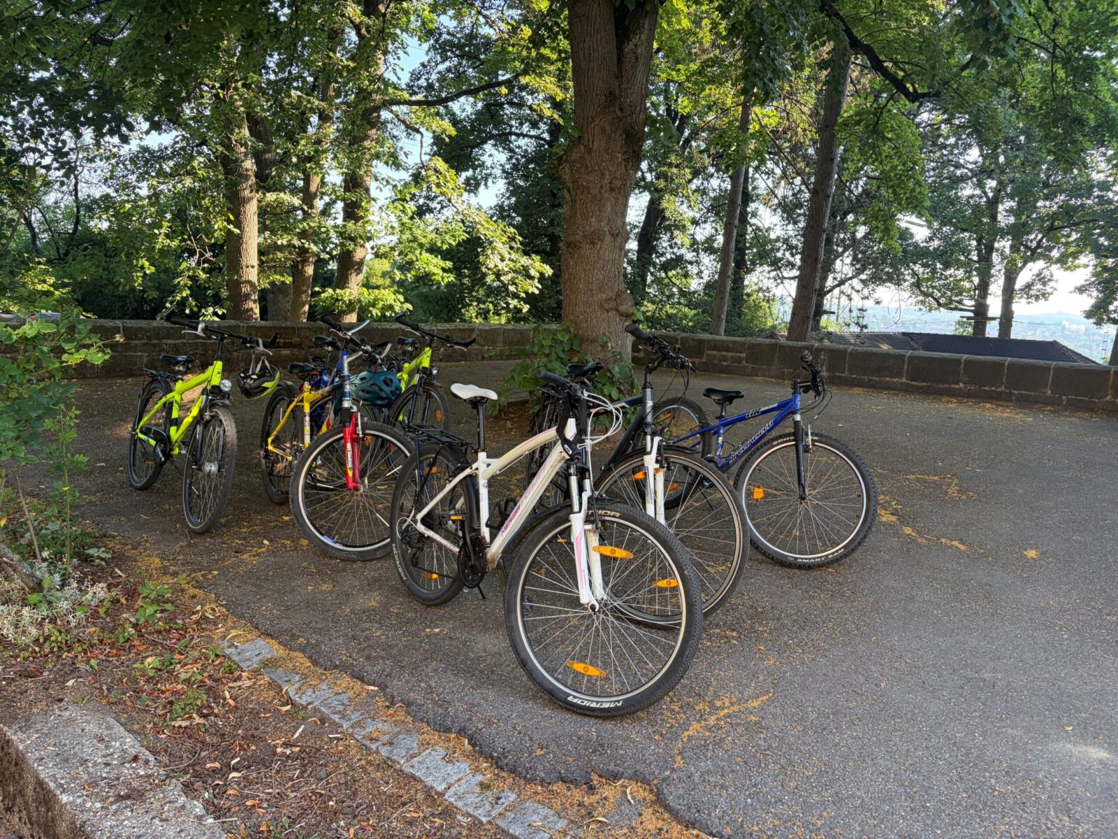 Eine Reihe von Fahrrädern, darunter Mountainbikes und Kinderfahrräder, ist auf einem Parkplatz neben einer Baumreihe abgestellt. Die Fahrräder sind in verschiedenen Farben und Größen, einige mit Helmen darauf.
