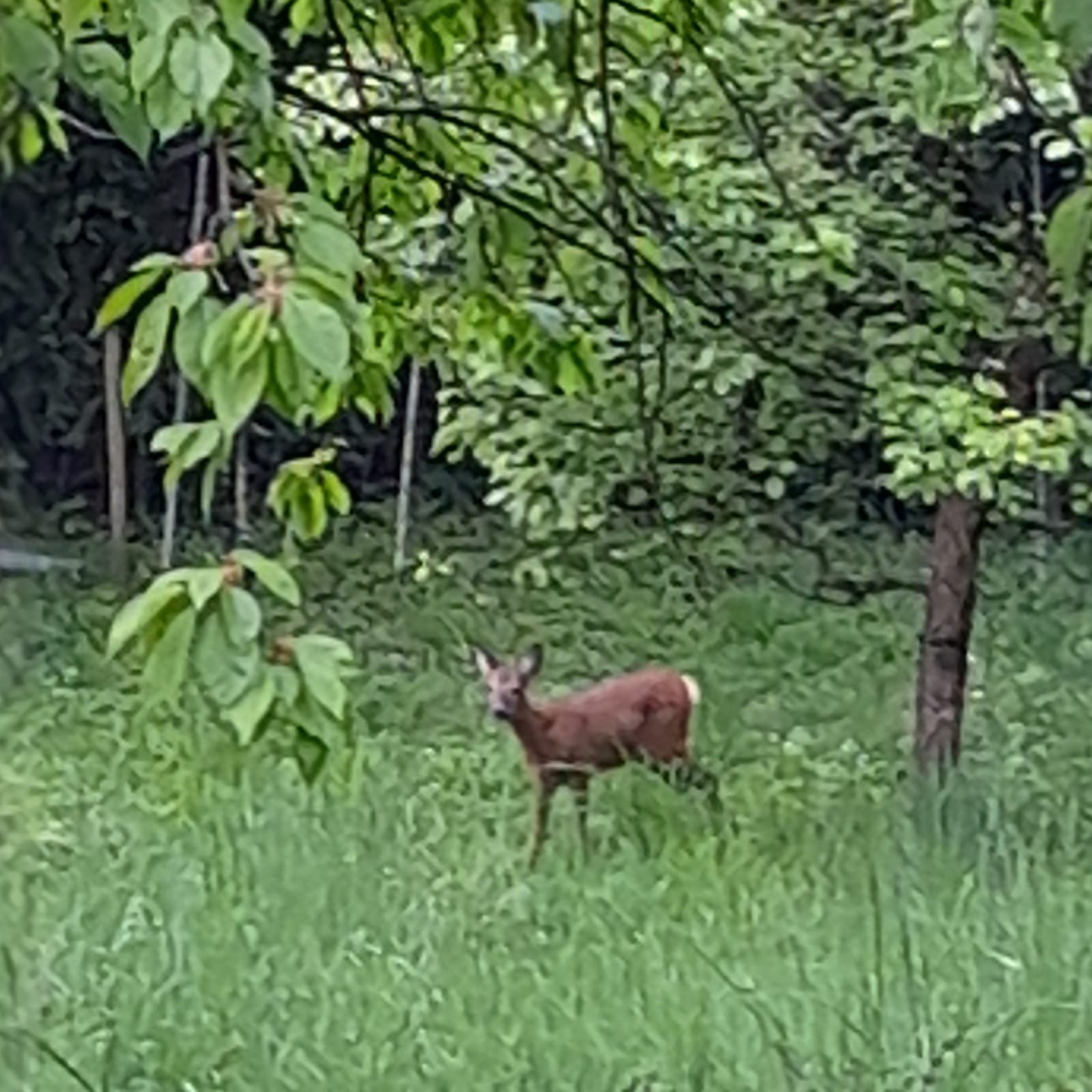 Ein Reh steht mitten in Büsche und schaut aufmerksam in Richtung der Kamera.