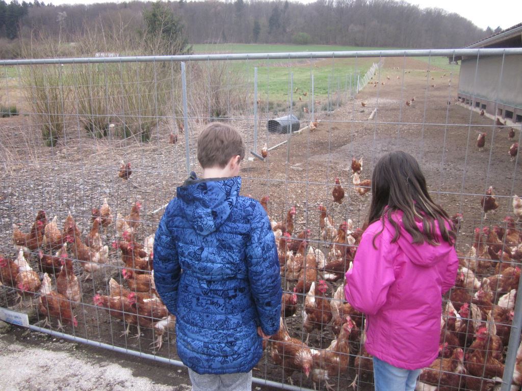 Zwei Kinder stehen vor einem Zaun und betrachten eine Gruppe von Hühnern auf einem Bauernhof. Die Hühner sind in einem großen, umzäunten Bereich und bewegen sich frei. Im Hintergrund sind grüne Felder und Bäume zu sehen, die eine ländliche Atmosphäre schaffen.