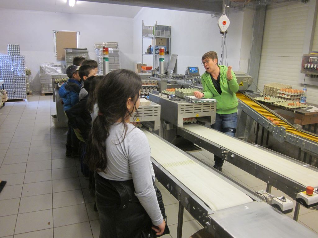 Eine Gruppe von Kindern steht in einer Produktionshalle und beobachtet eine Person, die ihnen den Prozess der Eierverpackung erklärt. Die Maschinen und Förderbänder sind voll mit Eiern, die sortiert und verpackt werden. Im Hintergrund sind gestapelte Kartons und weitere Verpackungsmaterialien zu sehen.