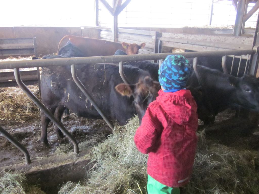 Ein Kind in bunter Winterkleidung steht in einem Stall und füttert Kühe mit Heu. Die Kühe sind in einem abgetrennten Bereich und scheinen das Futter interessiert anzunehmen. Der Stall ist leicht beleuchtet und zeigt eine ländliche, rustikale Umgebung.