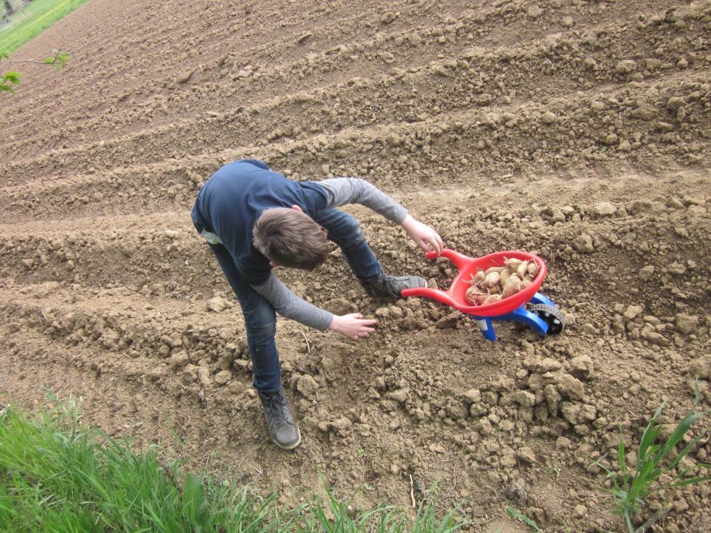 Ein Mann pflanzt auf einem Feld Kartoffeln. Er beugt sich über die Erde, um die Kartoffeln zu setzen, während er eine Schubkarre mit weiteren Kartoffeln neben sich hat. Das Feld ist frisch gepflügt und bereit für die Bepflanzung.