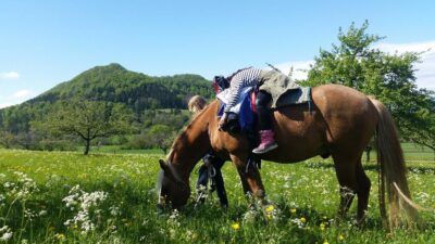 Ein braunes Pferd grast in einer blühenden Wiese, während ein Kind mit gestreiftem Oberteil und pinken Stiefeln bäuchlings auf seinem Rücken liegt. Im Hintergrund erstreckt sich eine hügelige Landschaft mit üppigem Grün und vereinzelten Bäumen unter einem klaren blauen Himmel. Eine Person steht neben dem Pferd und hält die Zügel, während das Kind entspannt auf dem Pferd ruht.
