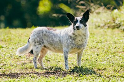 Ein Hund mit weißem Fell und schwarzen Flecken steht im grünen Gras. Er blickt neugierig in die Umgebung und scheint die Natur zu genießen.