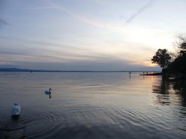 Ein ruhiger See bei Sonnenuntergang, dessen Wasseroberfläche sanft von zwei Schwänen durchbrochen wird. Im Hintergrund sind die Silhouetten von Bäumen und einem Steg zu sehen, die sich im goldenen Licht der untergehenden Sonne spiegeln. Der Himmel ist in sanften Pastelltönen gehalten, die eine friedliche und beruhigende Atmosphäre schaffen.