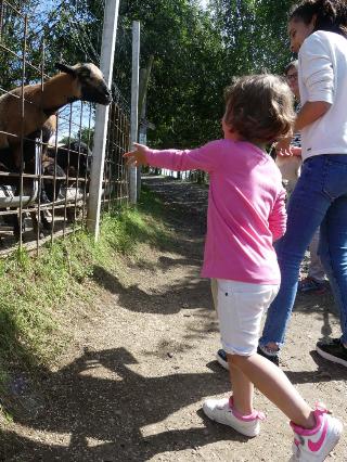 Ein kleines Kind in einem pinken Shirt und weißen Shorts steht auf einem Weg und streckt die Hand aus, um ein Tier hinter einem Zaun zu berühren. Neben dem Kind stehen weitere Personen, die ebenfalls das Tier betrachten. Die Szene spielt sich in einer sonnigen und grünen Umgebung ab.