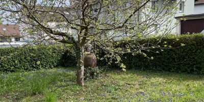 Zusehen ist ein Baum in einem Garten. Der Baum hat noch wenige Blätter und fängt gerade wieder an zu blühen. Er steht auf einer Wiese und auf der Wiese sind blaue Blumen zu sehen, die langsam anfangen zu blühen. Der Garten wird von einem Zaun umgrenzt, der sich aus einem Busch bildet. Im Hintergrund sind andere Häuser zu erkennen.
